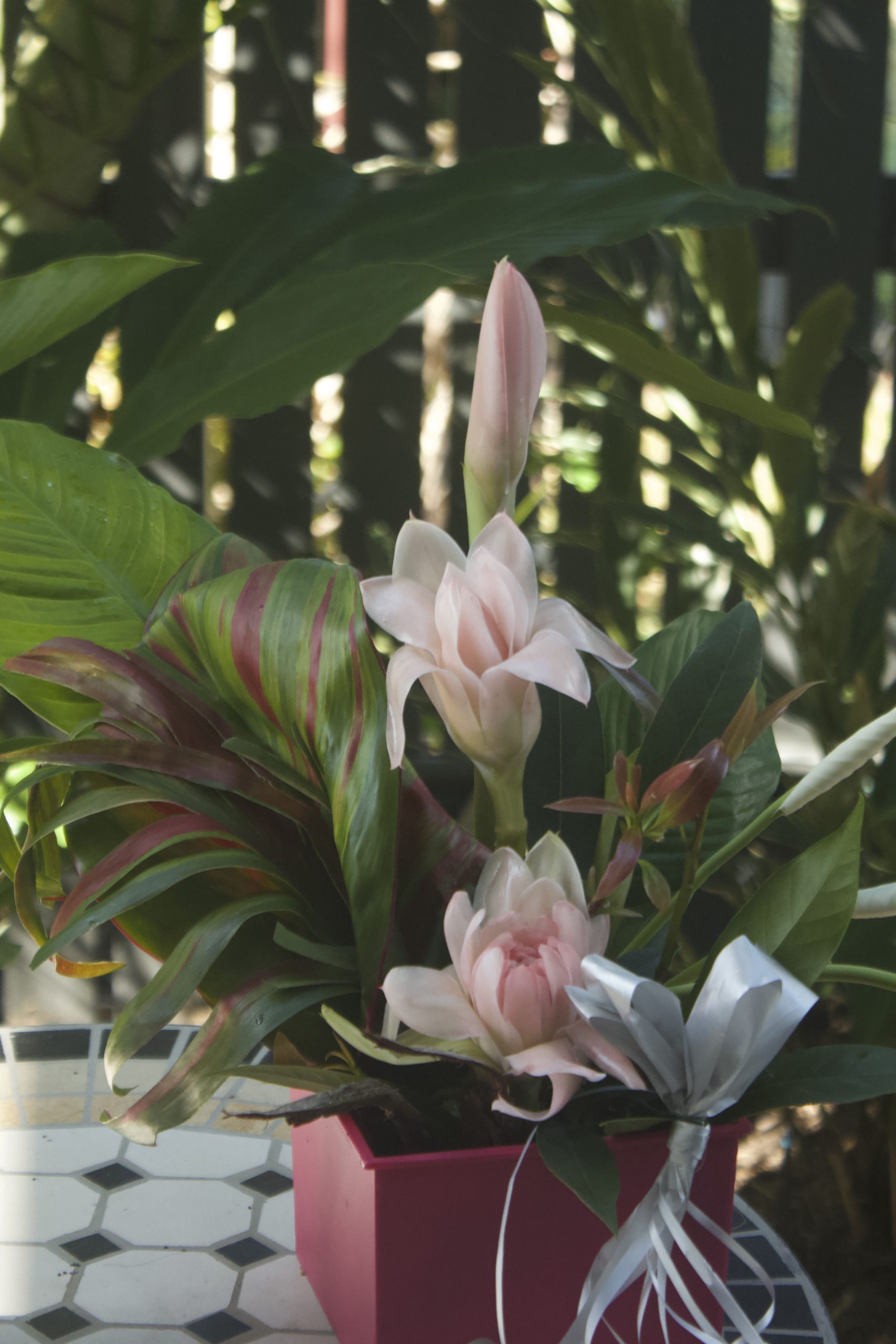 Penda leaves, peace lilly flowers and foliage, willy's gold cordy in a fluro pink container