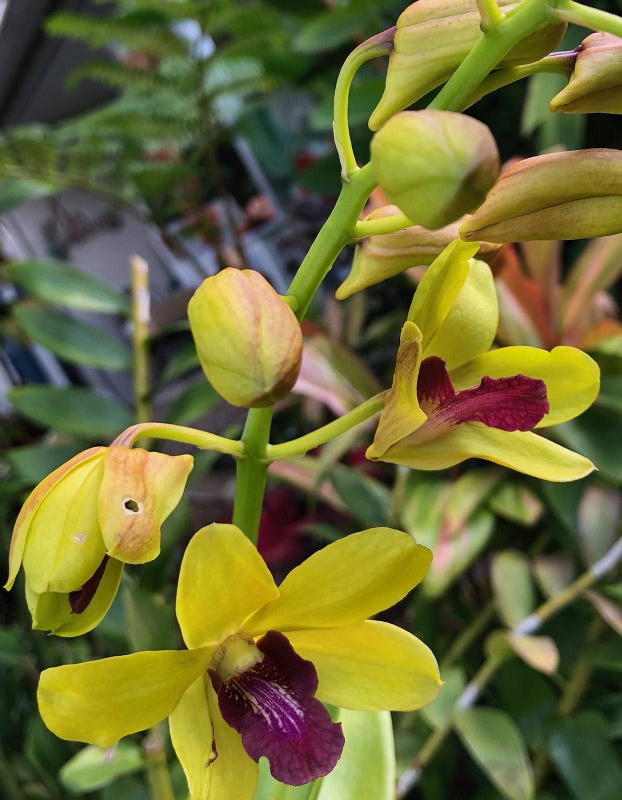 Part 3 Watering your orchids