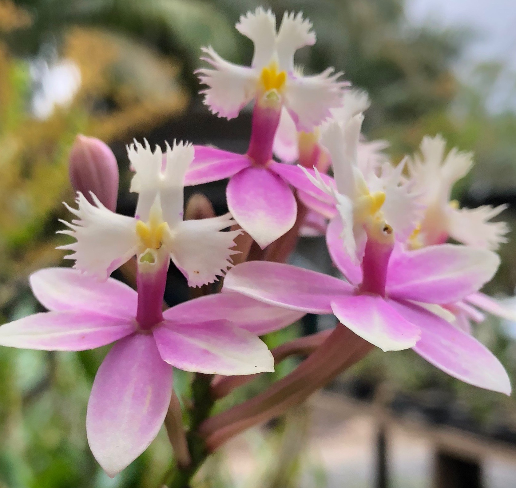 Part 4 Fertilising Orchids