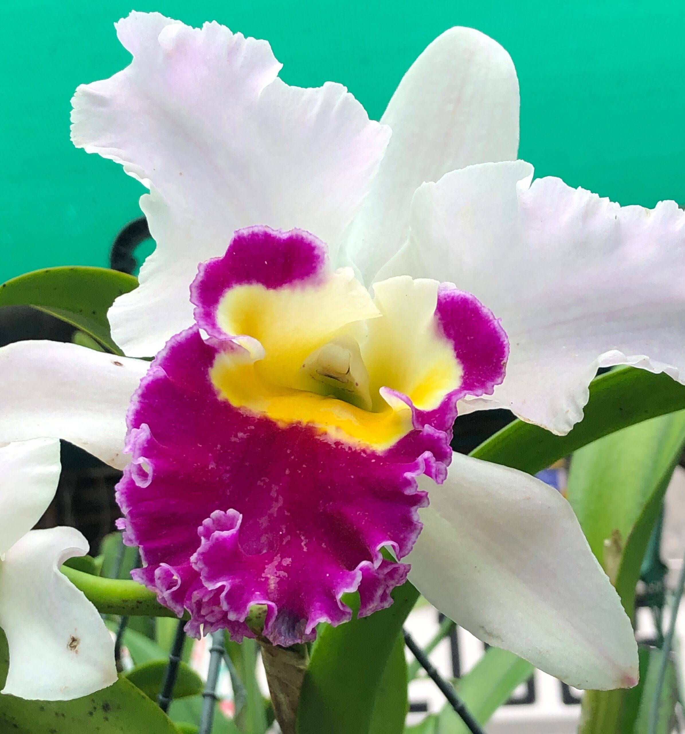 Part 2 –  Growing orchids and their light requirements