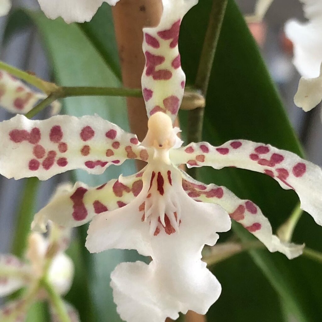 Oncidium sp