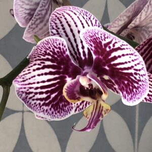 Phalaenopsis sp