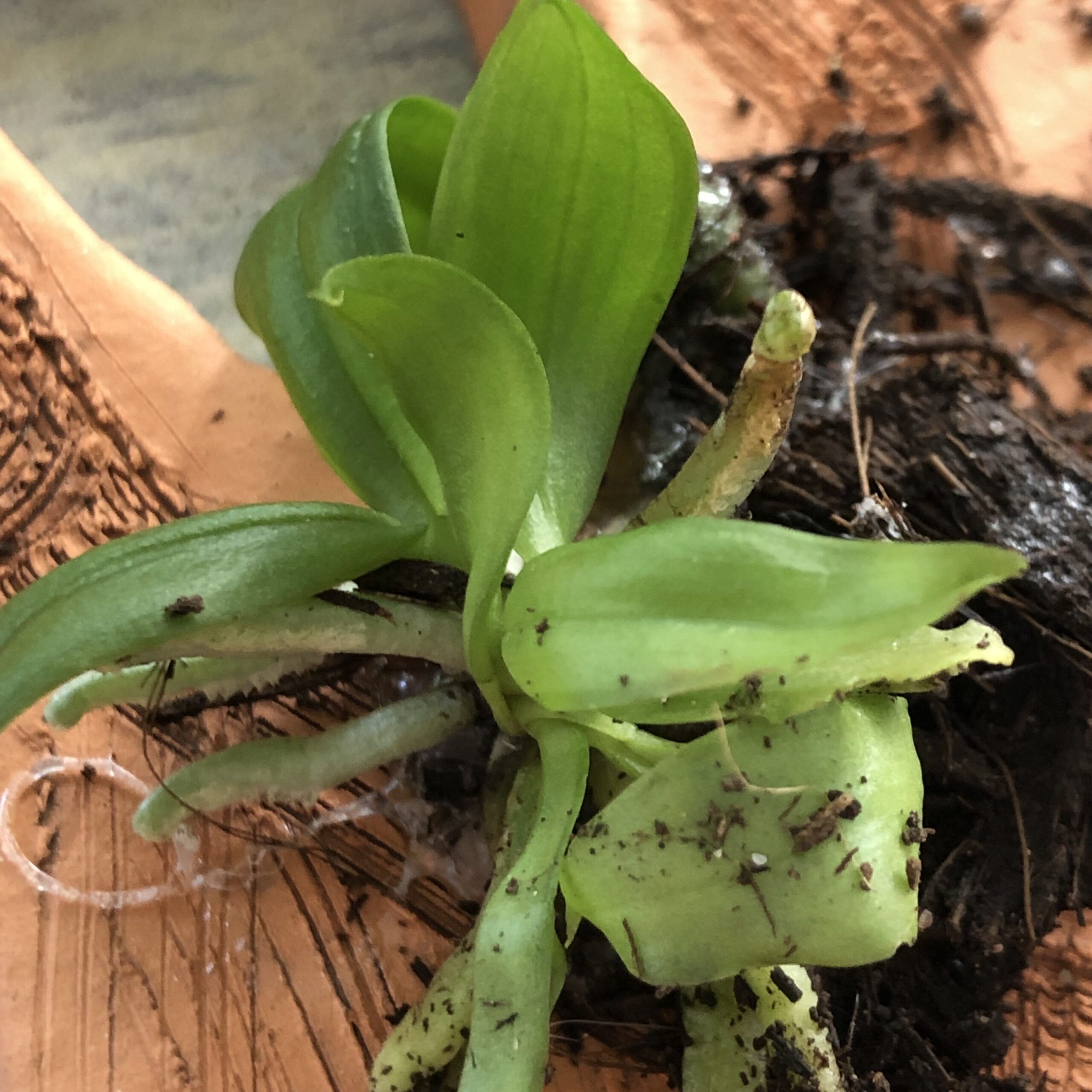 Miniature Phalaenopsis