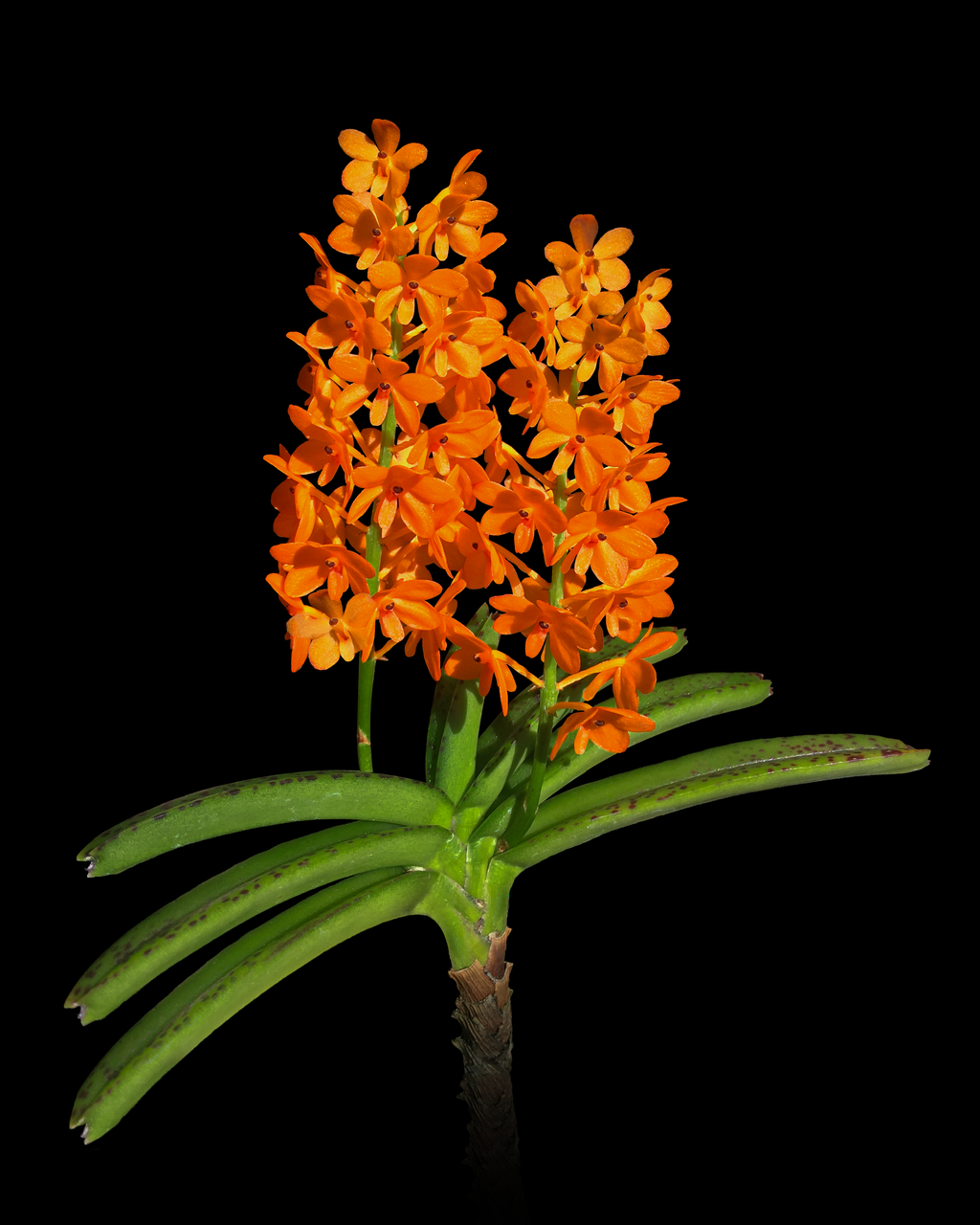 V. garayi or Ascocentrum miniatum a hot mini orchid