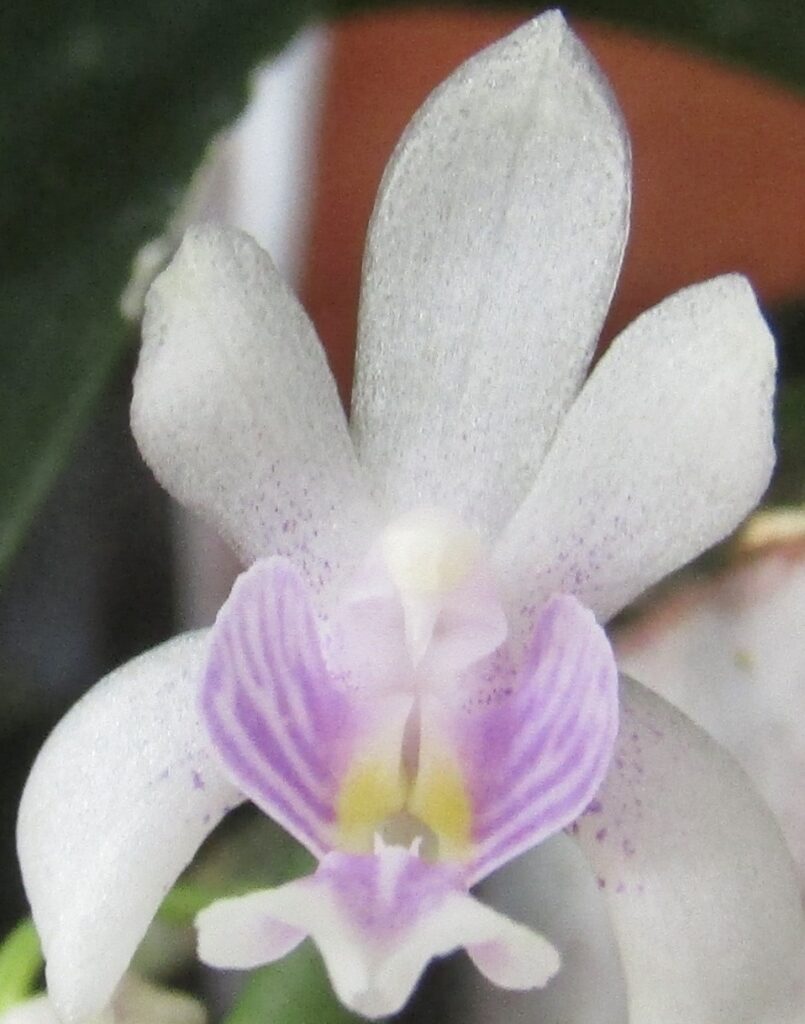 Phalaenopsis hookeriana