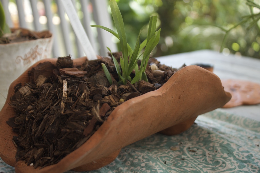 Terracotta pot with oncidium orchid
