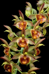  Ctsm. spitzii 'SVO Burnished Gold'  Photo by A Gum