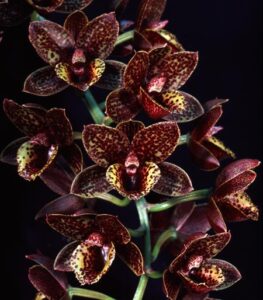 Fdk. After Dark ‘Sunset Valley Orchids’ FCC/AOS