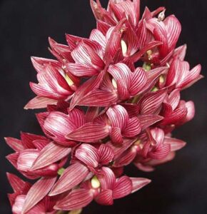 Morm Sinuata “Sunset Valley Orchids’ Photo Fred Clarke
