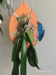 Phalaenopsis orchid mounted on terracotta leaf