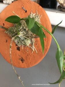 Dendrobium orchid mounted on terracotta clay showing excellent root growth