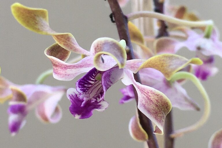 Orchid care tips in the winter in tropical climates