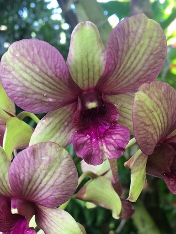 Discover orchid care tips and grow this beautiful Dendrobium Burana Emerald Splash