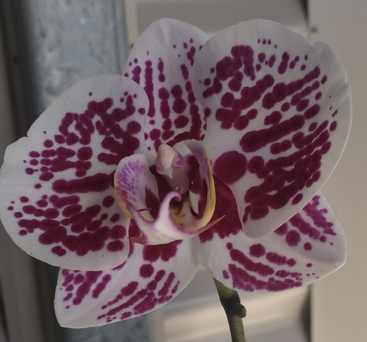 Phalaenopsis Secret Messages