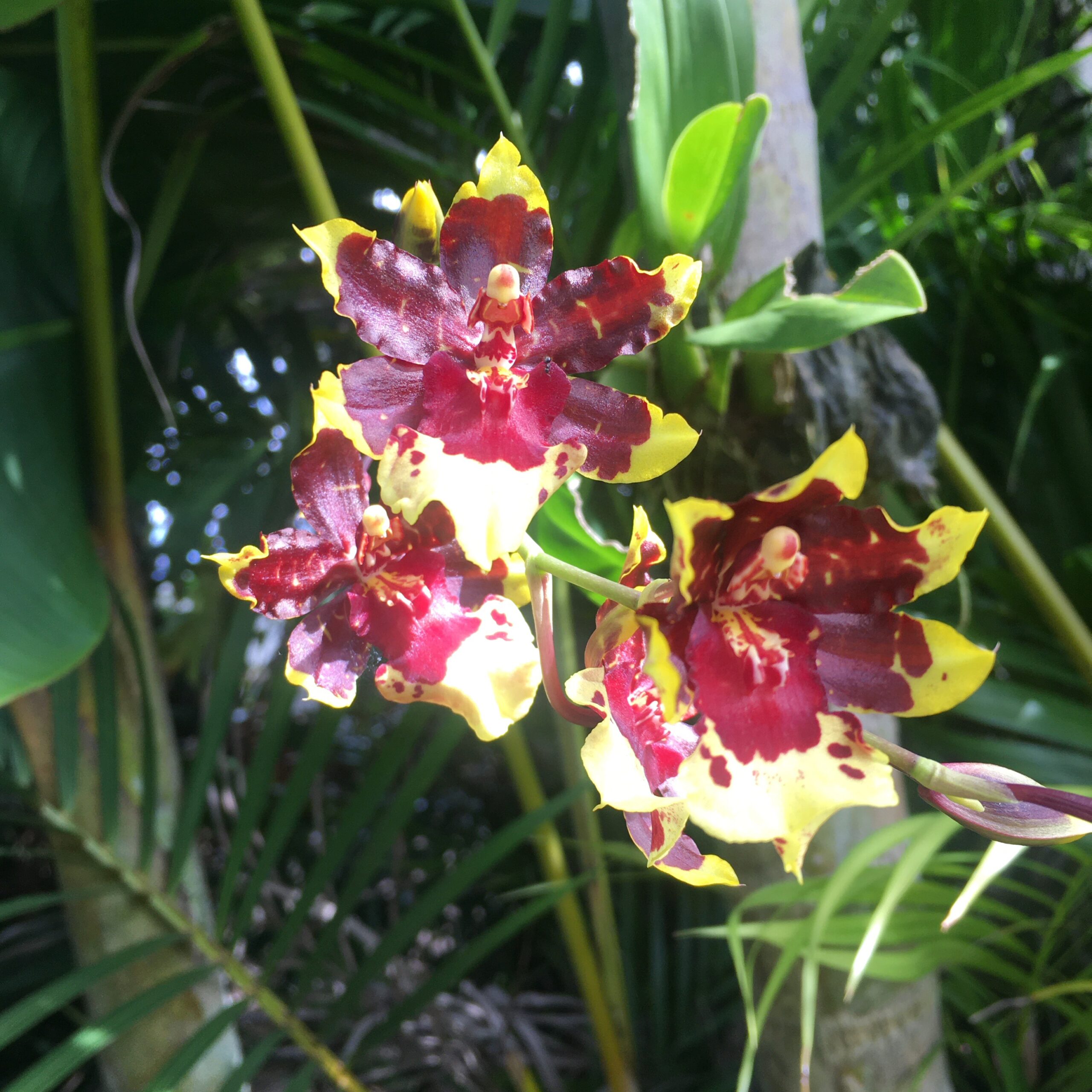 Boost growth and blooms on Epiphytic Orchids with beneficial Compost Tea