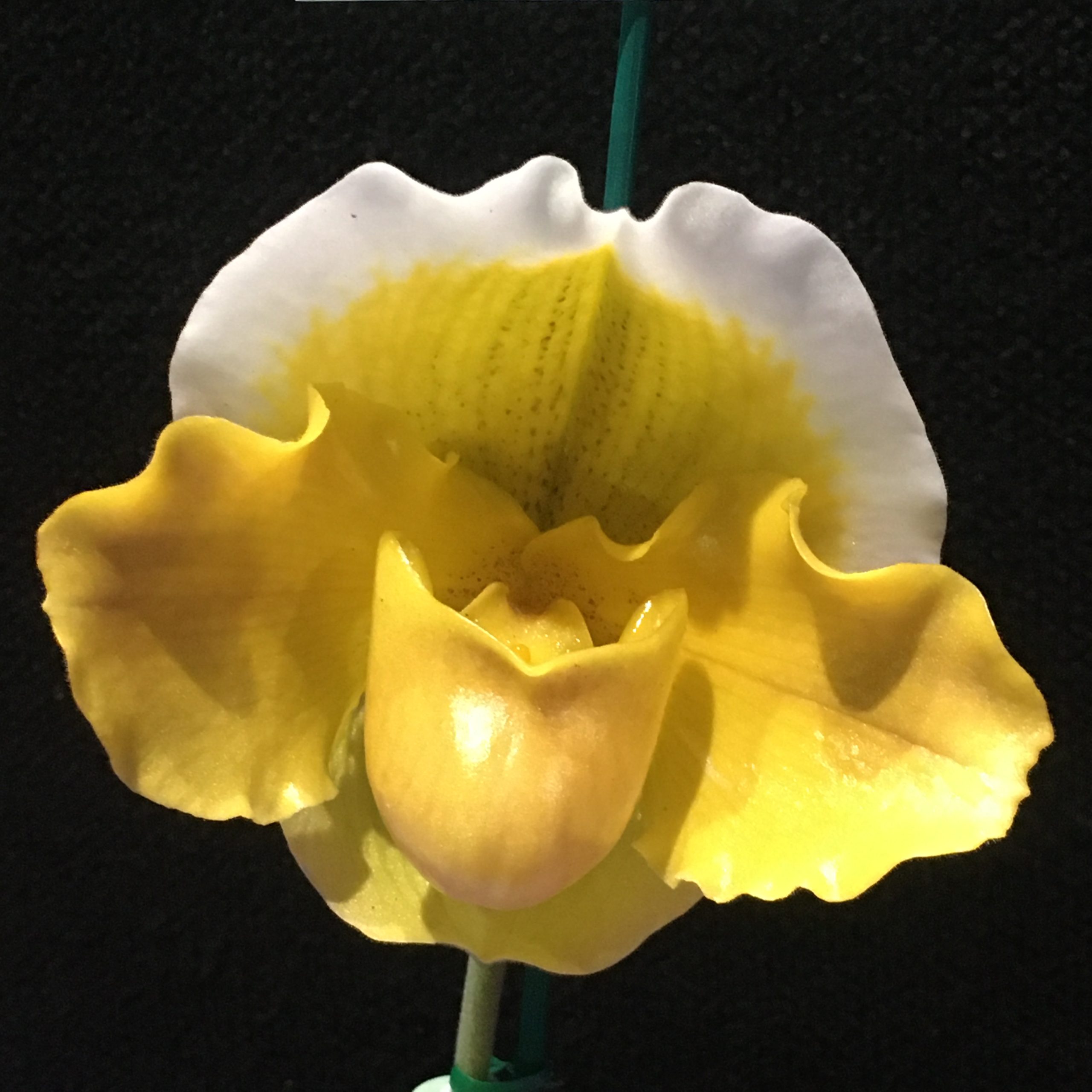 Slipper orchid paphiopedilum