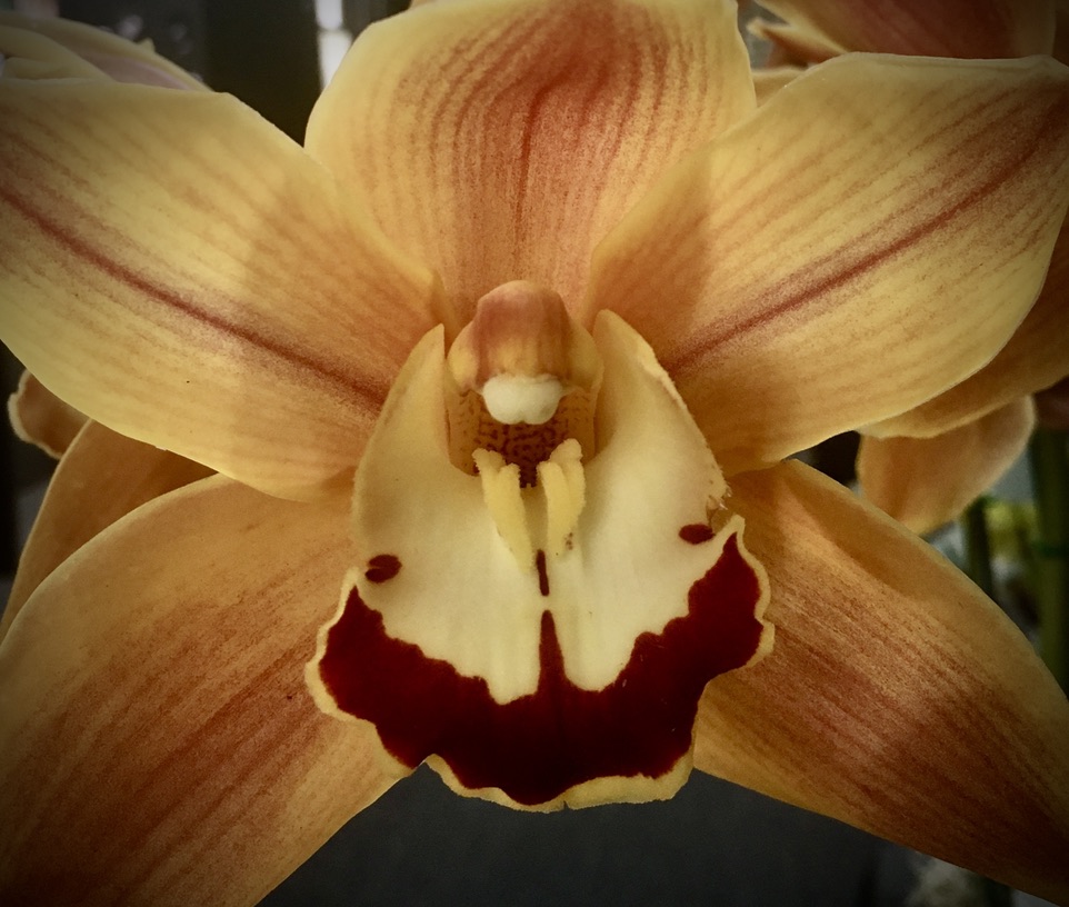 Pucker up people–orchids labellum