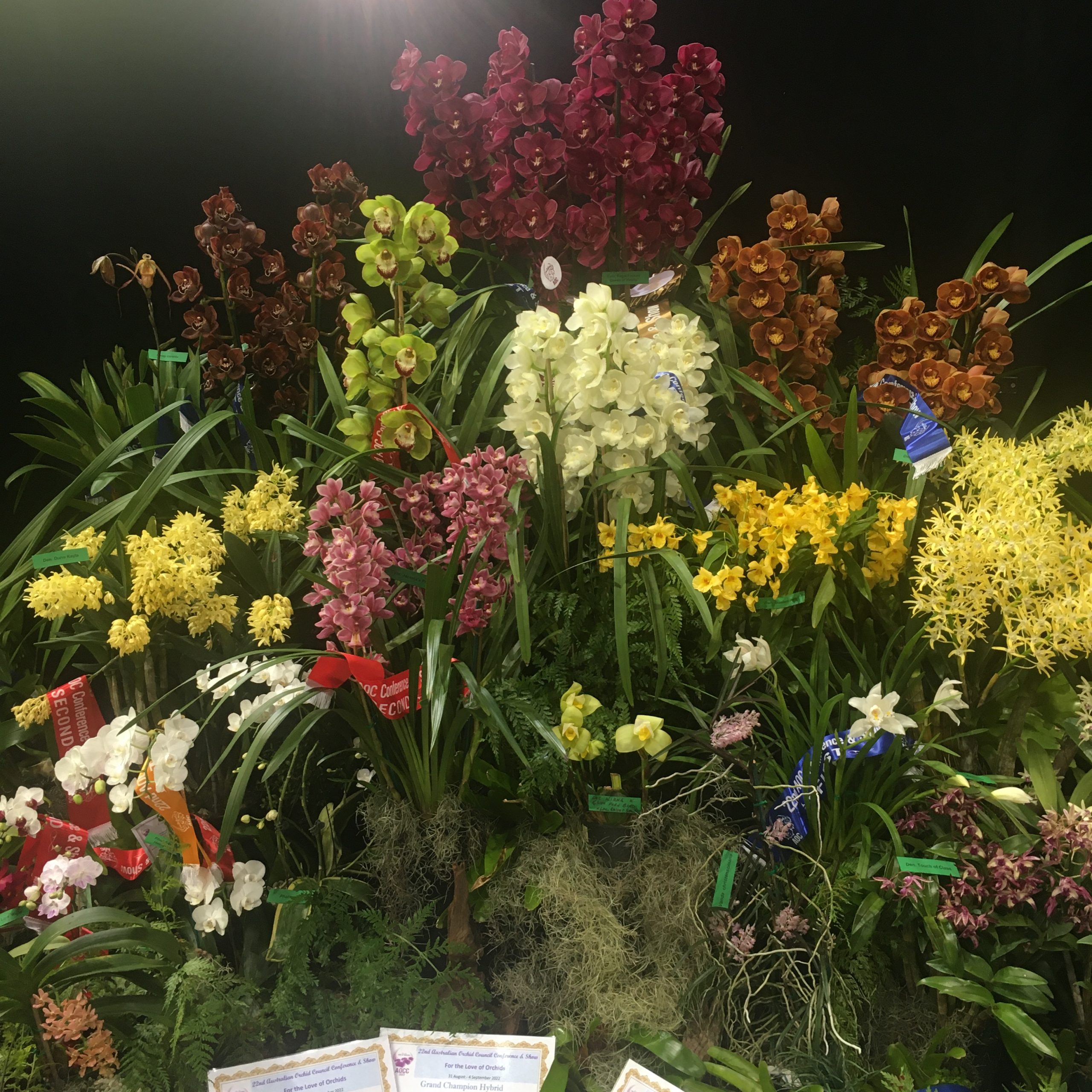 A display of orchids at an orchid show in Queensland Australia