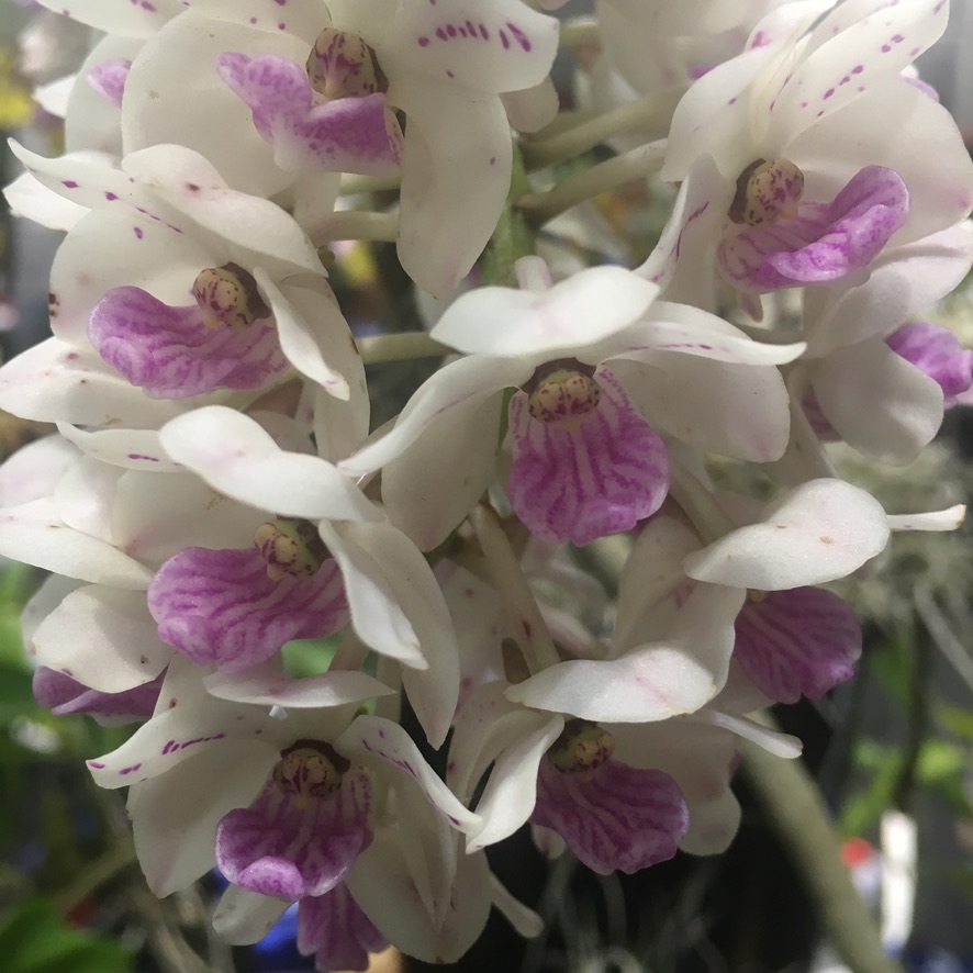 The Importance of Calcium for Orchid Growth: Unlocking the Secrets of this Essential Macronutrient