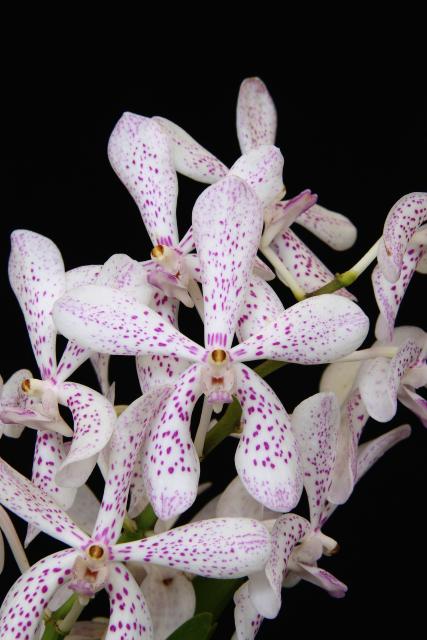 Growing Vanda Orchids and Their Relatives (alliance) in Tropical Climates