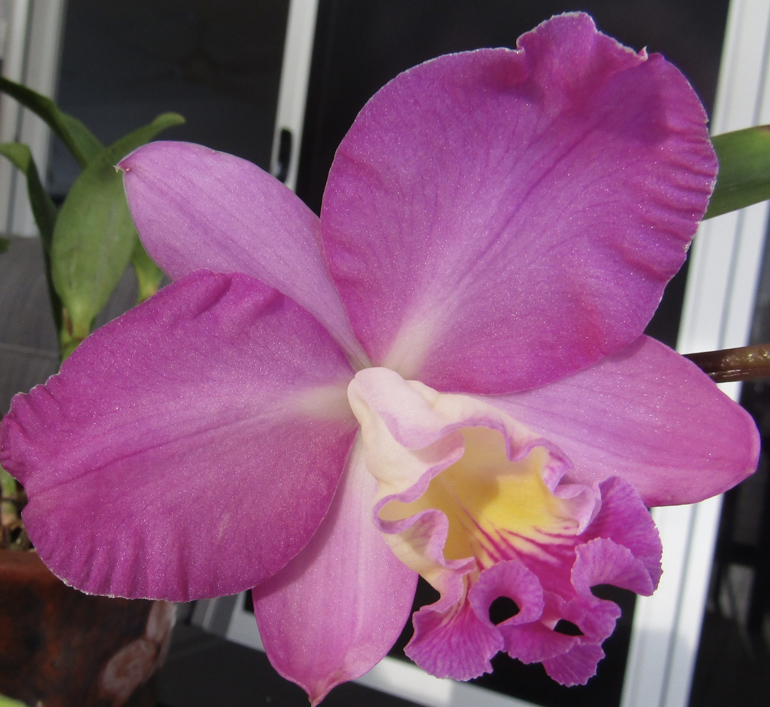 How to treat Mealybugs in Cattleya