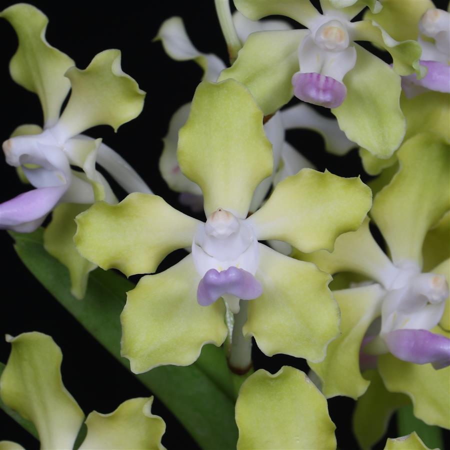 Overpotting orchids and why mounting is best