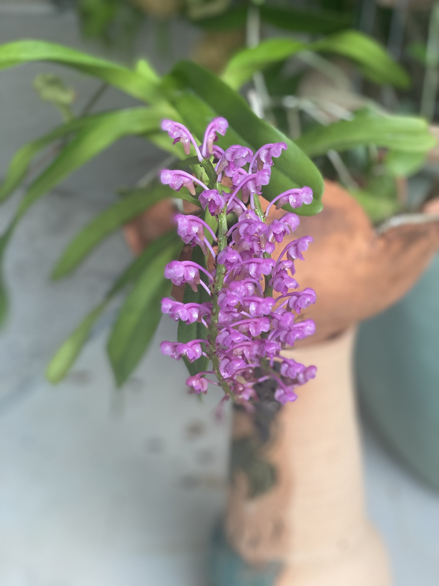 Growing Aerides leeana