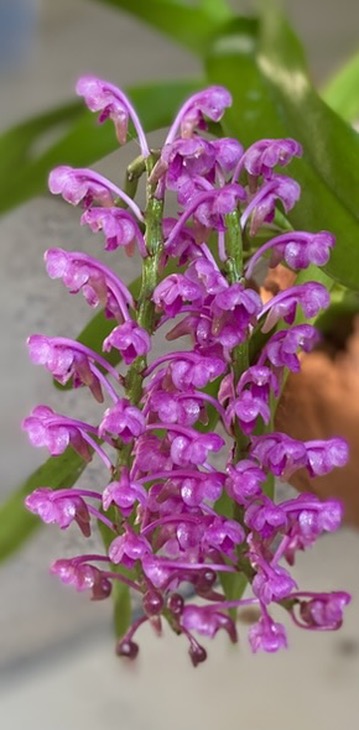 Aerides leeana