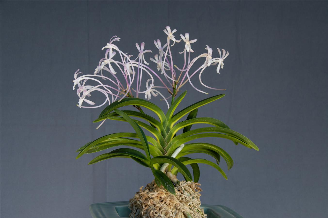 Vanda falcata (Pink) 'Taemyeonggeum'