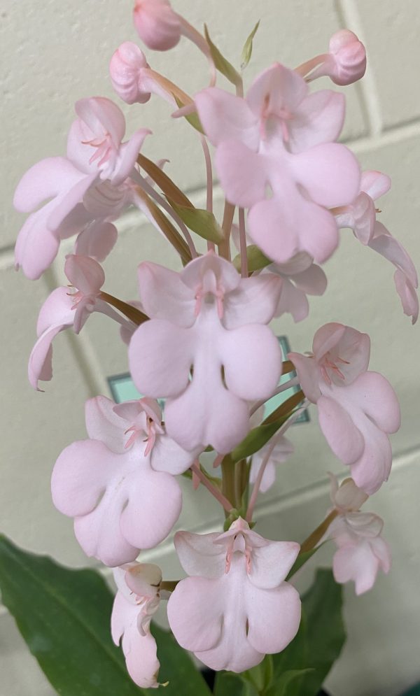 Cultivating Warm-Growing Habenaria Orchids: A Practical Guide for Growers