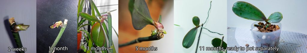Showing the progression of Keiki growth on Phalaenopsis 