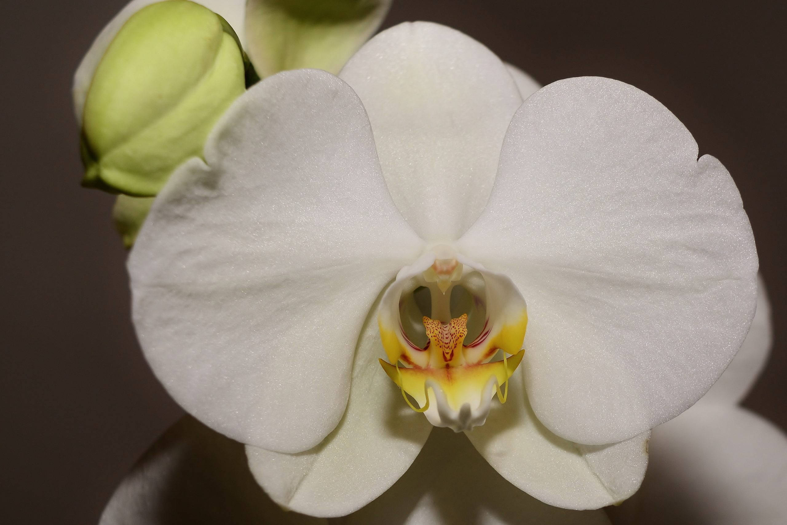 How to Propagate Phalaenopsis Orchids Using Keikis — A Complete Guide