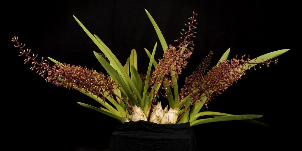 Cymbidium-canaliculatum-Jordon-Winter-c-Florida-North-Central-Judging-Center