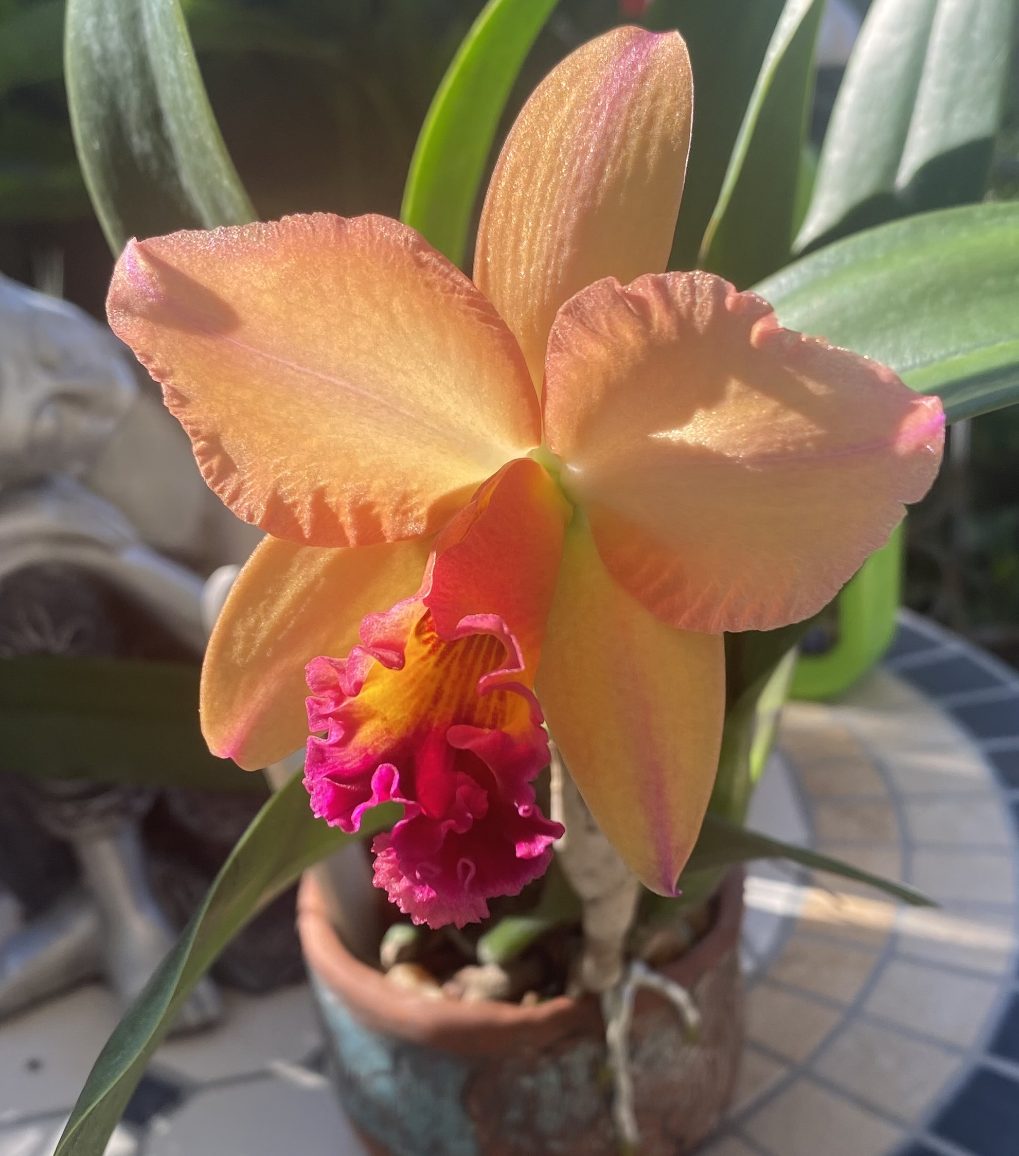 Spot the Difference: Is Bacterial or Fungal Rot Killing Your Orchids?