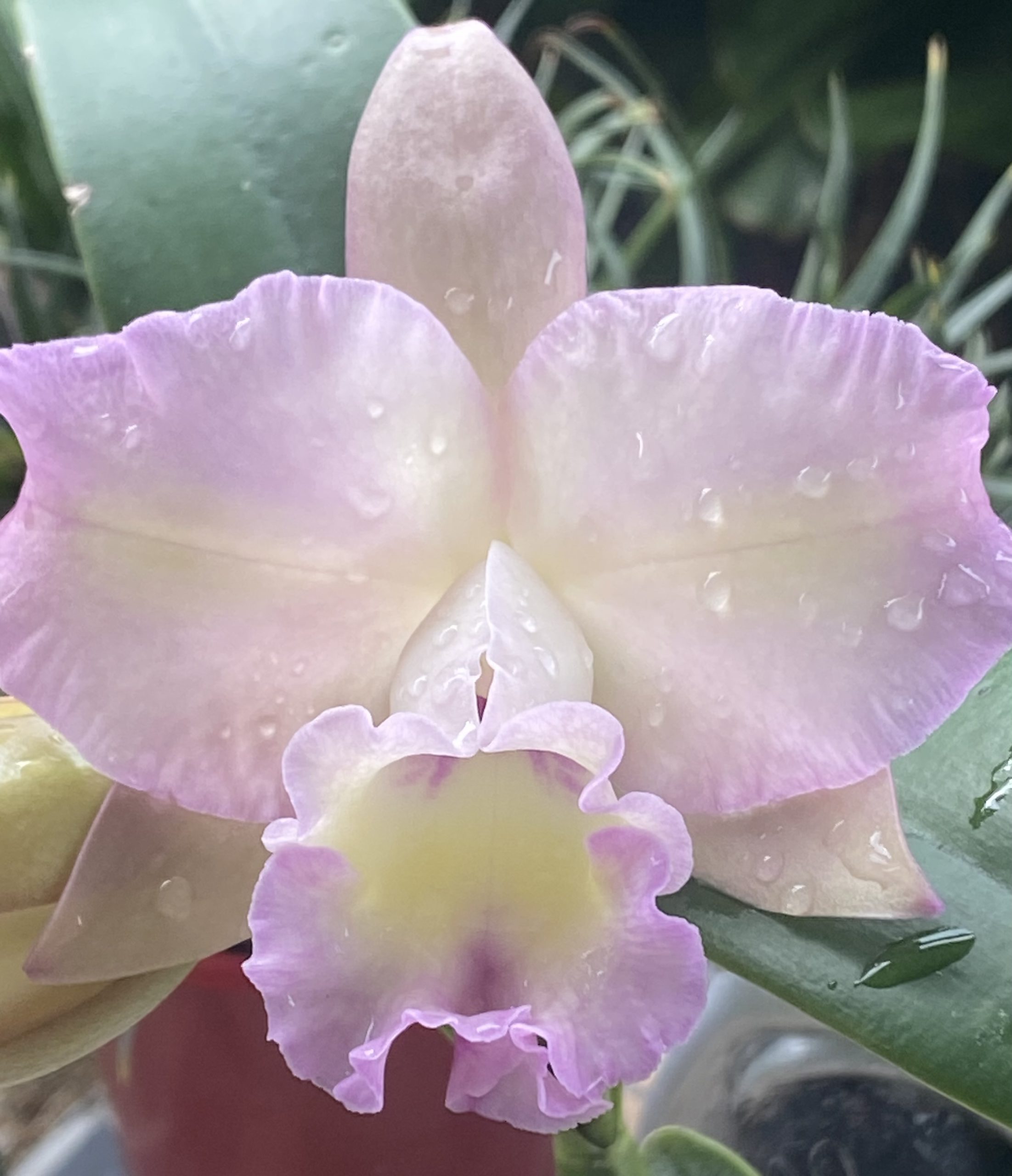 From Gardening to the Rabbit Hole of Orchids