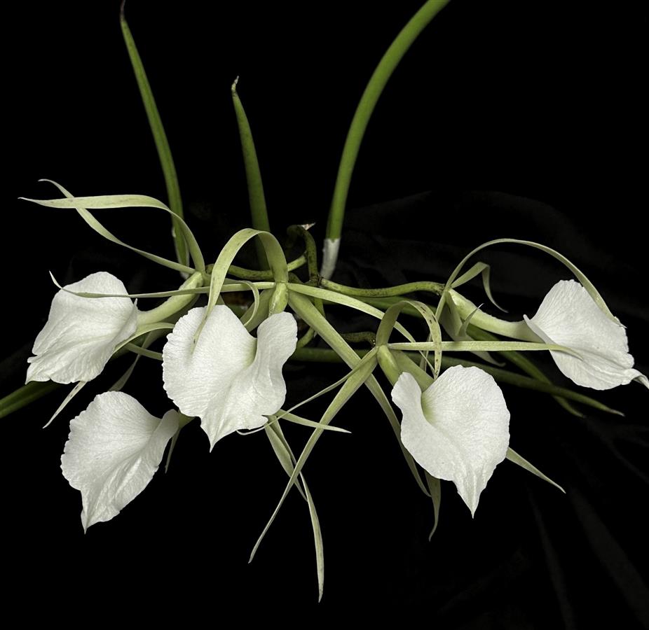 Brassavola nodosa:  a compact Beginner Orchid