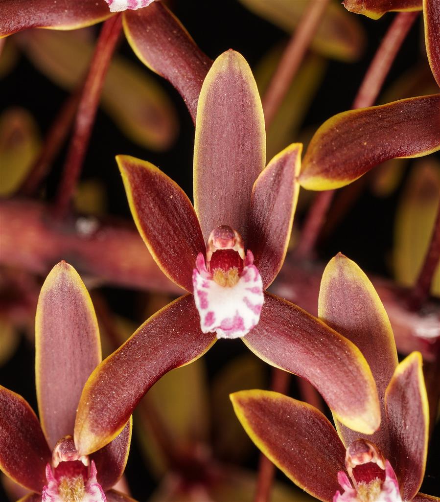 Cymbidium canaliculatum: Australia’s Remarkable Native Orchid