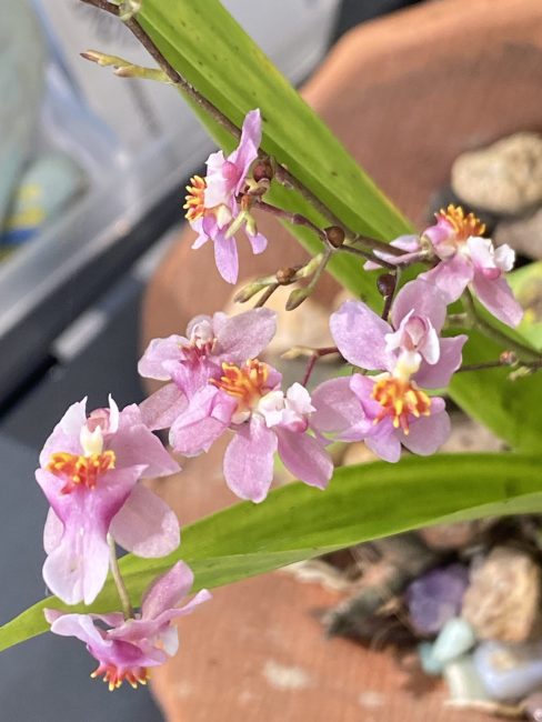 Why Are Miniature Orchids So Slow Growing? 10 facts toUnderstand Their Growth Habits and Cultural Care